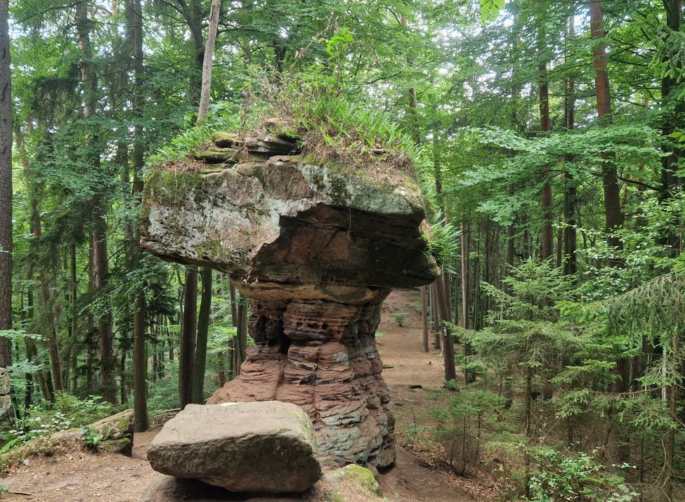 Hexenpilz_Foto Anette Lang